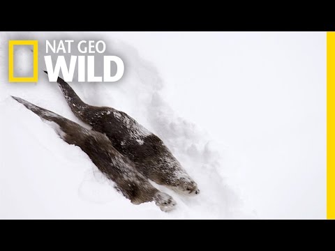 Thumbnail of the video: River Otters on the Run | Wild Yellowstone