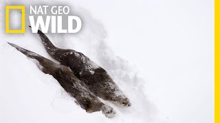 River Otters on the Run | Wild Yellowstone