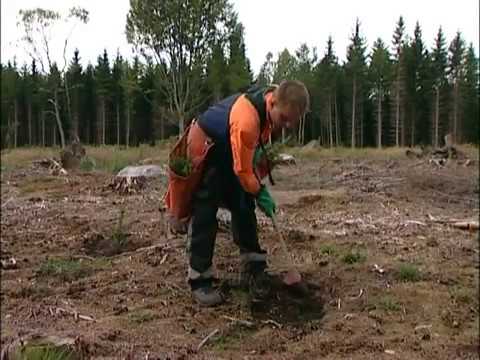 Plantering av barrotsplantor