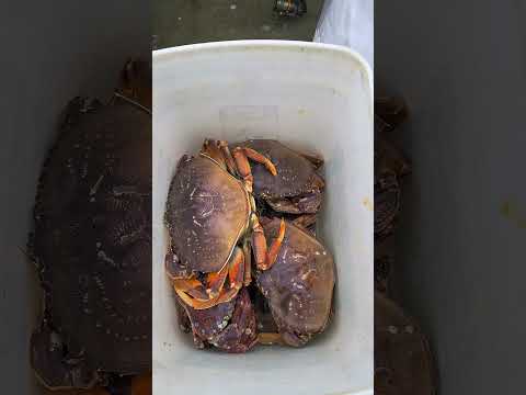 bucket of crabs 🦀!!!! #shorts #crabs #nature #enjoy