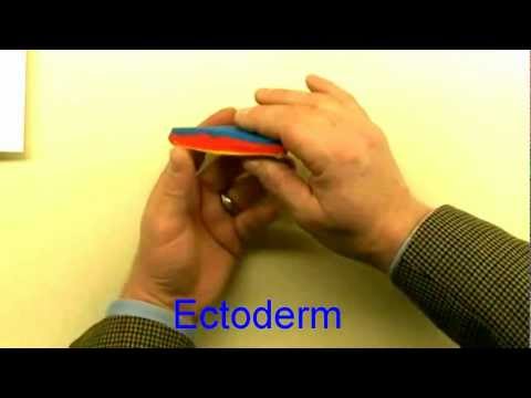 Medical embryology - Difficult concepts of early development.mp4