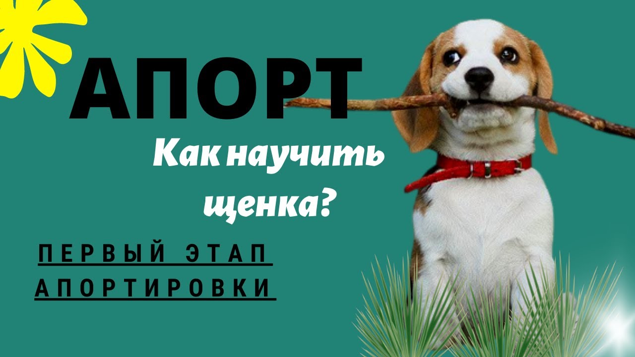 Апорт. Как научить щенка команде "Апорт"? Первый этап апортировки.