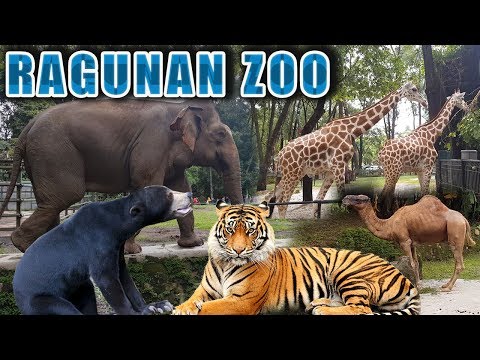 Taman Margasatwa RAGUNAN new 2019 | Jakarta Selatan Indonesia