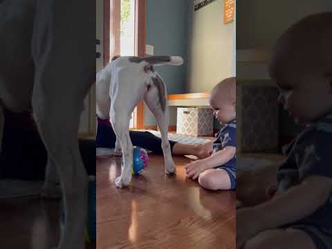 Baby Puts His Finger in Dog's Butt Hole - 1208114