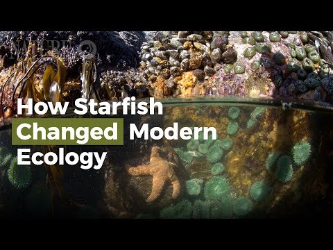 How Starfish Changed Modern Ecology