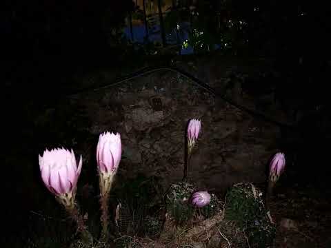 2022-06-19 Echinopsis Oxygona quintet (timelapse)