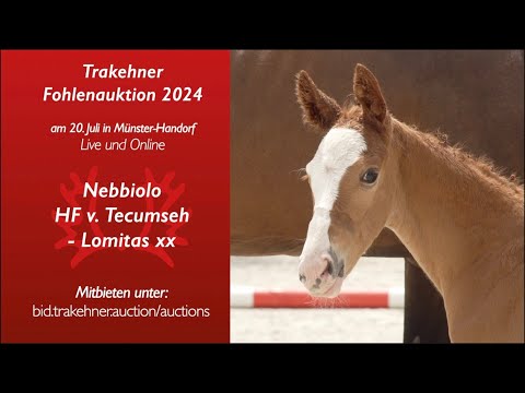 2 - Nebbiolo - Hengst v. Tecumseh - Lomitas xx (*25.05.2024, Fuchs)