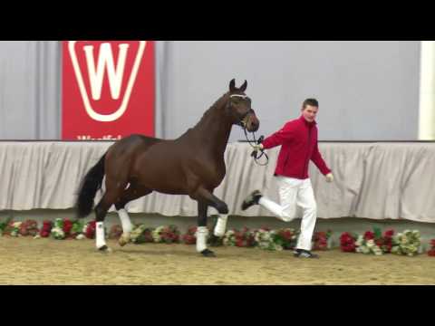 15  Sternentänzer Hengst v. Stedinger - De Niro