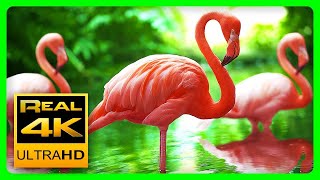 Breathtaking Colors of Nature in 4K 🌻🐦Birds & Flowers - Sleep Relax Meditation Music - 2 hours UHD
