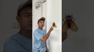Download lagu Tangkap lalat besar di rumah #videoshorts #shortsvideo #trendingshorts #viralshorts  #Shorts mp3