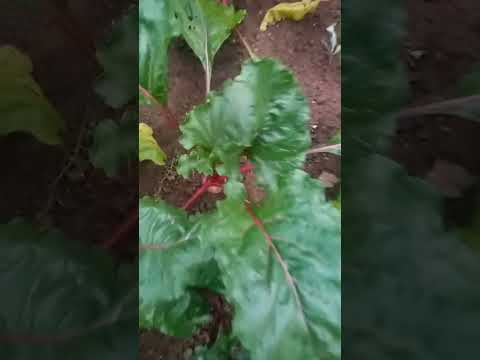 # #roça #agro #gratidaoeterna #EU SO AGRATEÇO