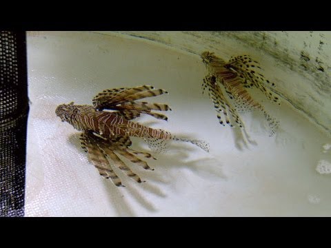 How Did the Invasive Lionfish End Up In North Carolina? | PBS North Carolina