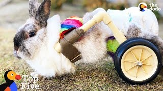 Bunny Uses Cute Little Wheelchair To Hop Around + Brave & Beautiful Bunnies | The Dodo Top 5 by The Dodo