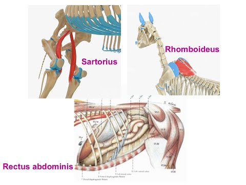 Myology by dr Khaled Shoghy