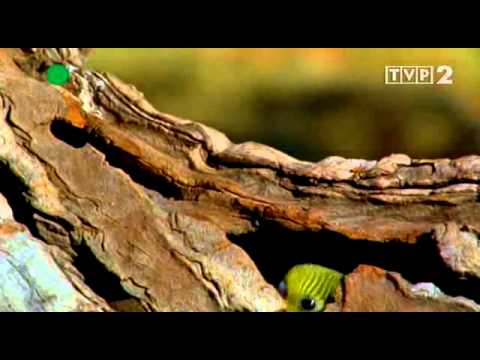 Australia - Królestwo papug