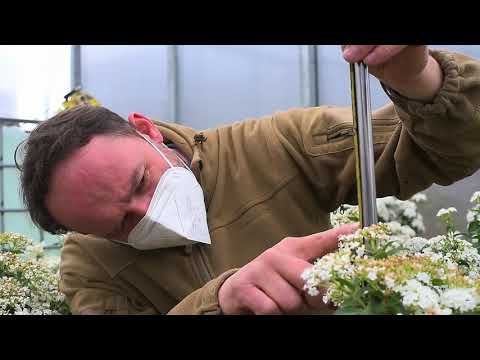 LIFE AGRISED cultivation trial by EPS