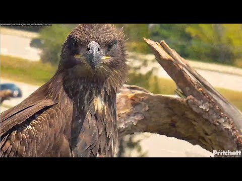 SWFL Eagles ~ Squee 23 Is Back Home After Roosting Elsewhere & Hanging At Yonder Pond! ???? 4.16.24