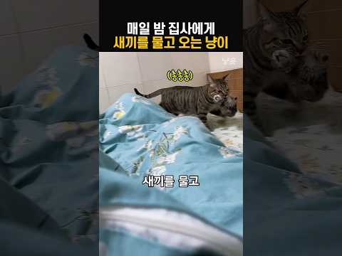 매일 밤 집사에게 새끼를 물고 오는 엄마냥이 #고양이