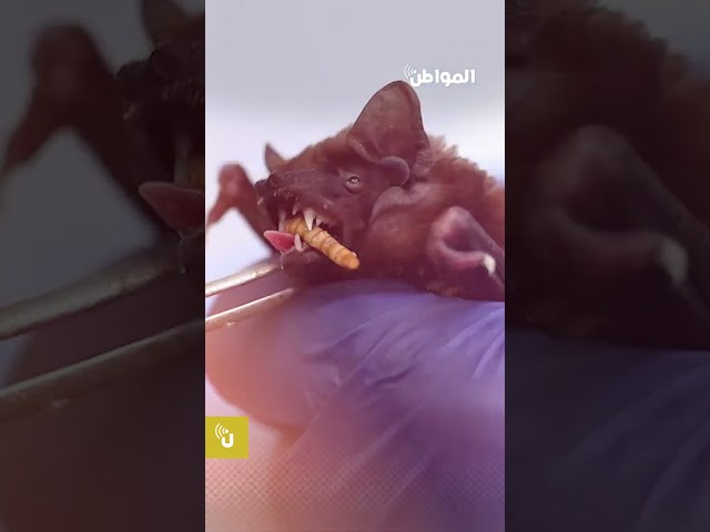 السيدة الوطواط.. بولندية تحوّل شقتها ملجأ للخفافيش