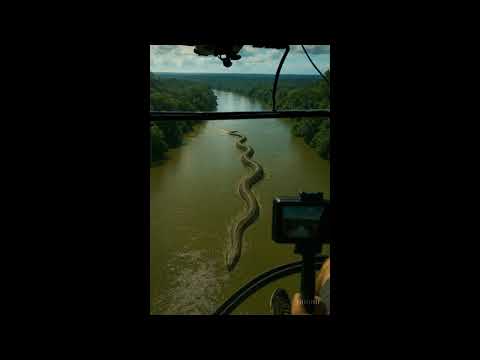 Massive Snake Glides Through Amazon Waters 😱