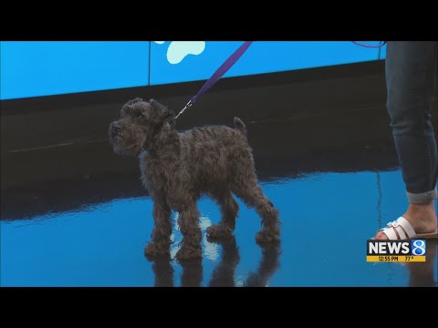 KCAS Pets of the Week: Knox and Hayato - YouTube