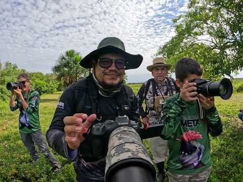 SALIDA A PAJAREAR EN CARIMATA - Puerto Lopez - Meta
