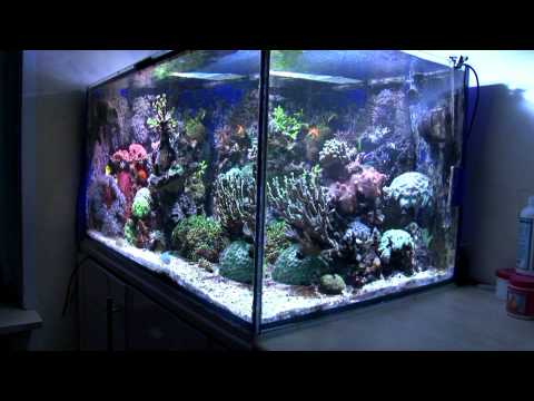 Reeftank - Meerwasseraquarium 500l