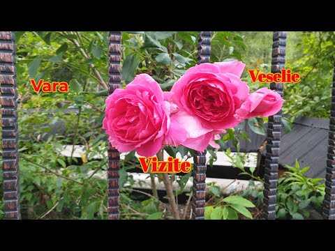 Jurnal de Vacanta:Tur de casa si pensiune in Bucovina