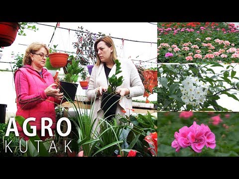 Agro kutak - Uzgoj i njega kućnog i vanjskog cvijeća - 13.03.2018.