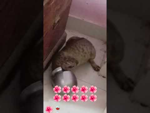 Cat Funny Short Video  ##mahindra Funny Short Videos