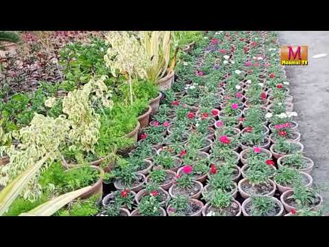 Spring flowers collection in  Hyderbad Pakistan nurseries moomal tv