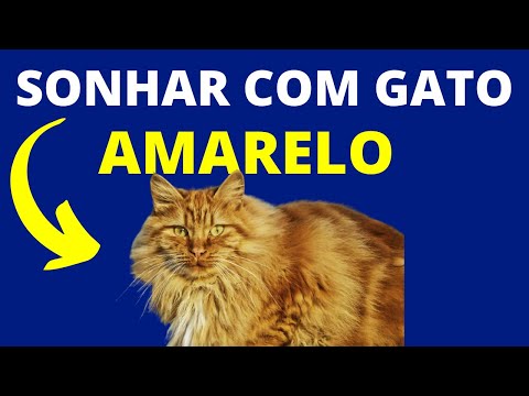 SONHAR COM GATO AMARELO : SIGNIFICADO DE SONHAR COM GATO AMARELO