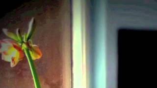 elliott smith - 2.45am