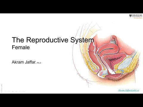 ANAT1010_32_Female reproductive system + Anki flashcards