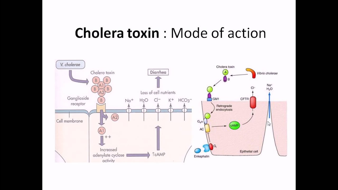 Cholera toxin mechanism