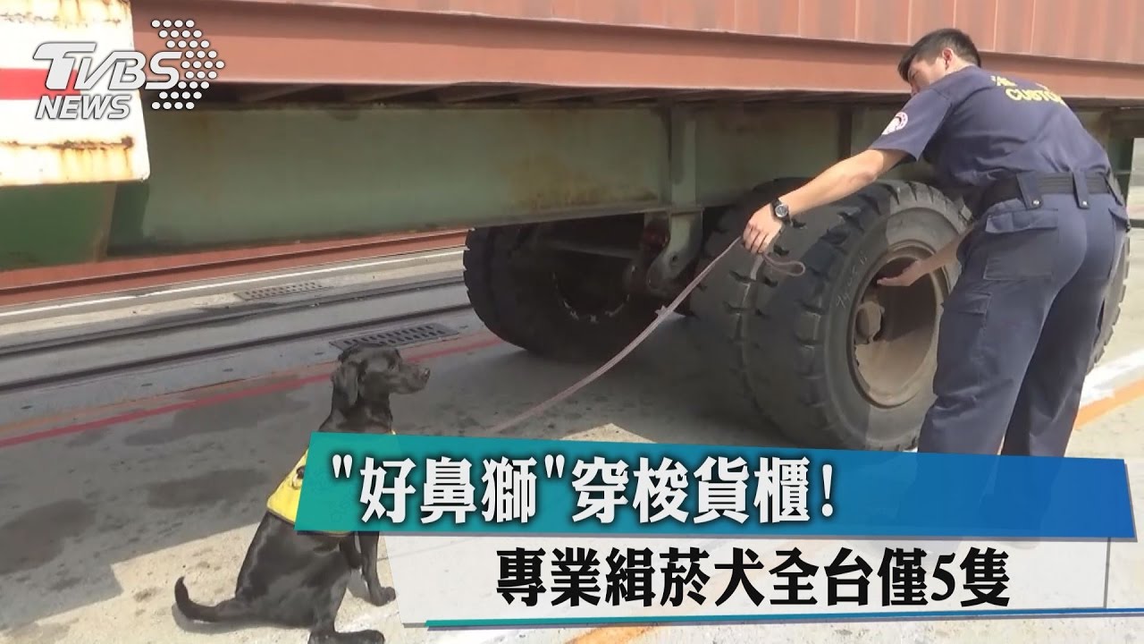 「好鼻獅」穿梭貨櫃！專業緝菸犬全台僅5隻