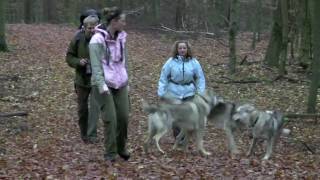 preview picture of video 'Herbstwanderung mit Wolfshunden im Spessart'