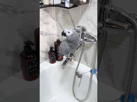 Сама попросилась 😁 утренний ритуал он такой, его никто не отменял ✅ #жакомия