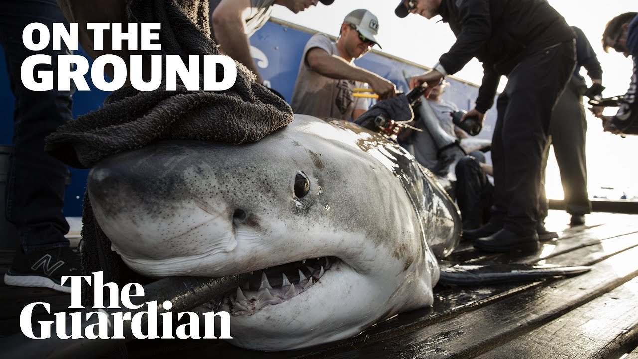 The hunt for Europe's great white shark