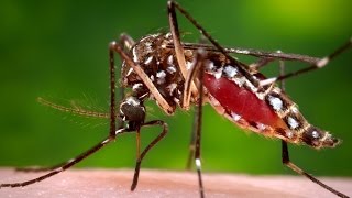 Could We Rid The World Of Mosquitoes?