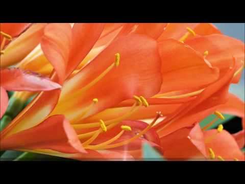 Telemann: Magnificat in C [Redel] Giebel Malaniuk Altmeyer Rehfuss