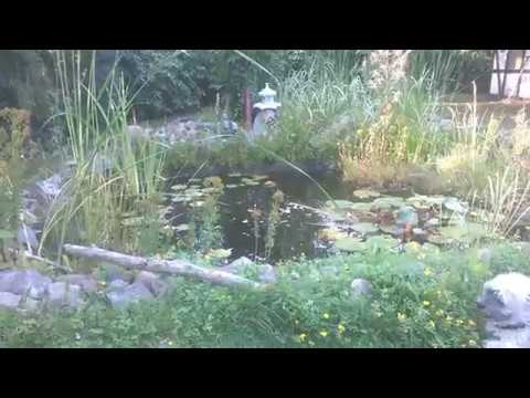 Am Gartenteich - 04.08.2018 - endlich ein kleines Lüftchen