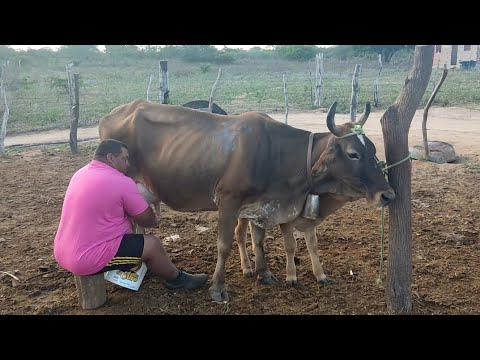 DAWNING IN SÃO VICENTE DO SERIDÓ VISITING NALDO DO CARVÃO EXTRACTING MILK AND CHATTING