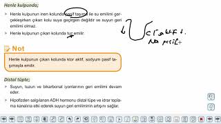 Eğitim Vadisi AYT Biyoloji 6.Föy İnsan Fizyolojisi 2 (Boşaltım Sistemi) Konu Anlatım Videoları