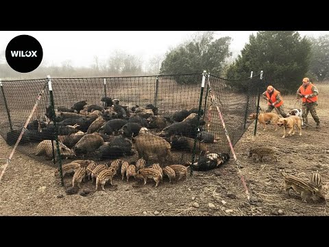 Massive Number Of Wild Boars Caught In Traps Farmers Astonished By This Insane Number