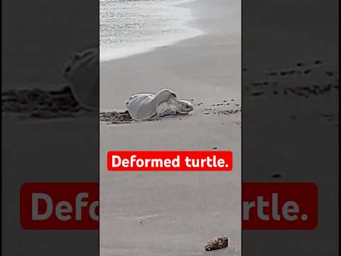 Deformed olive ridley still nesting in Playa Corozalito Costa Rica.