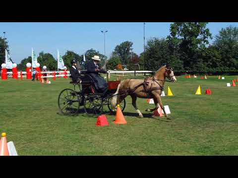 Fahrturnier Ostenfelde 14.8.2021