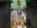 Vaalai Movie MariSelva Raj வாழை Song Tamilsong Music Vichu Vlogs