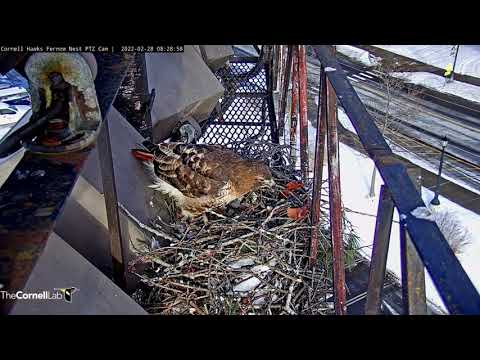 15 Minutes Of Nest Building At The Cornell Hawks Cam – Feb 28, 2022