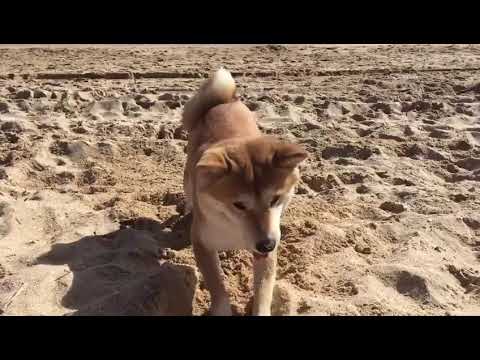 Shiba inu enjoying the beach